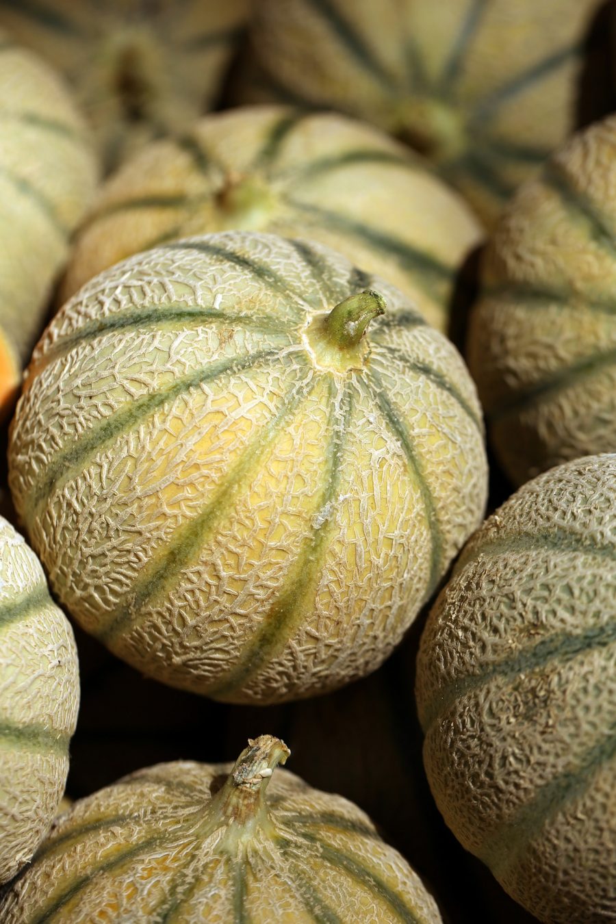 melon vendus en lot de 3