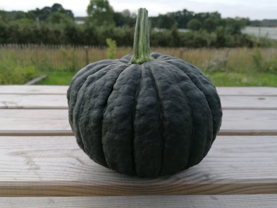 Courge shiatsu